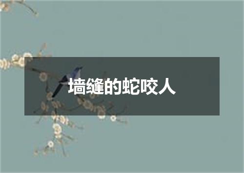 墙缝的蛇咬人