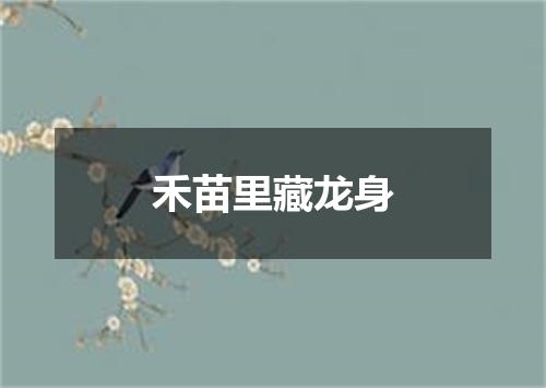 禾苗里藏龙身