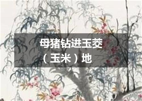 母猪钻进玉茭（玉米）地