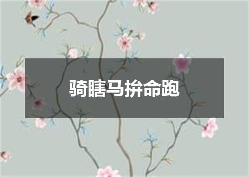 骑瞎马拚命跑