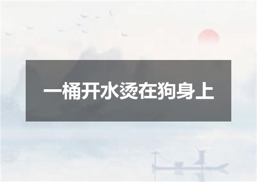 一桶开水烫在狗身上