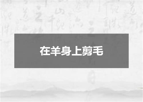 在羊身上剪毛