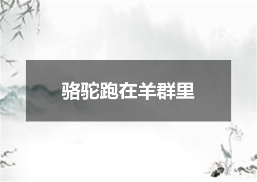 骆驼跑在羊群里