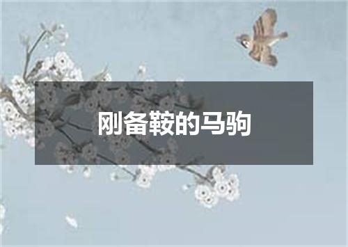 刚备鞍的马驹