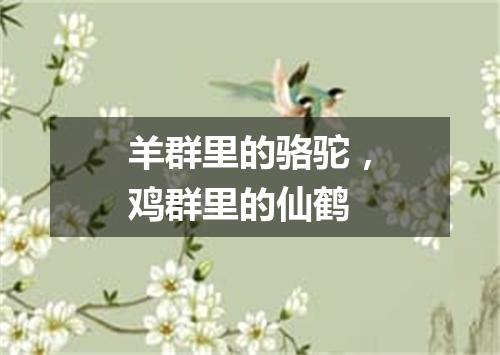 羊群里的骆驼，鸡群里的仙鹤