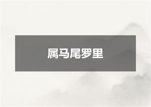 属马尾罗里