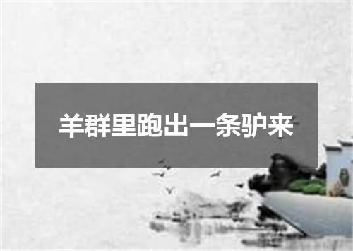 羊群里跑出一条驴来