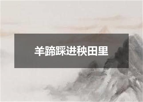 羊蹄踩进秧田里