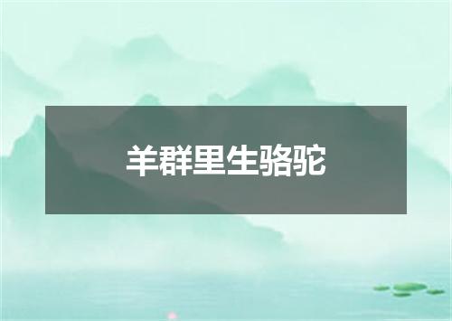 羊群里生骆驼