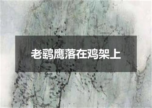 老鹞鹰落在鸡架上
