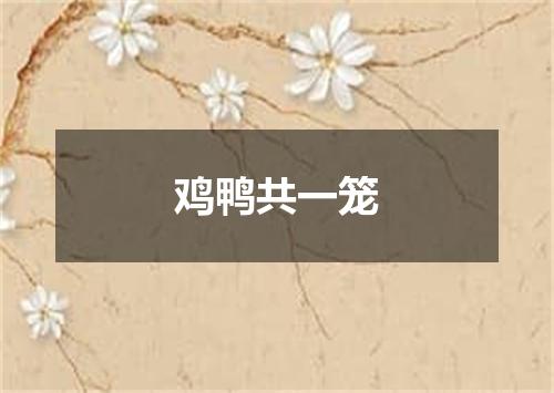 鸡鸭共一笼
