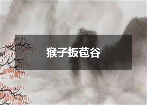 猴子扳苞谷