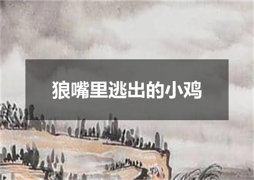狼嘴里逃出的小鸡