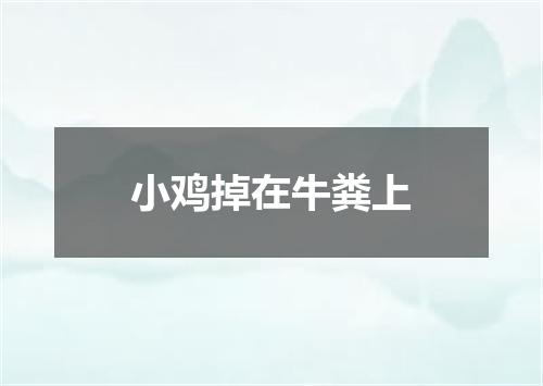 小鸡掉在牛粪上