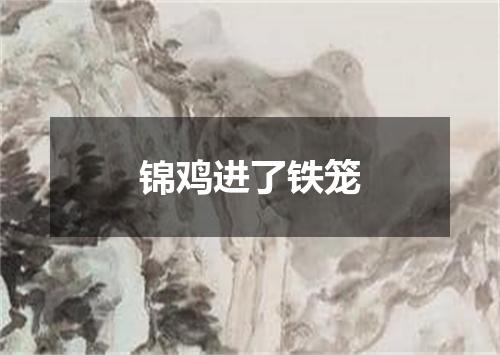 锦鸡进了铁笼