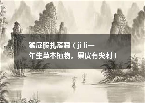 猴屁股扎蒺藜（ji li一年生草本植物。果皮有尖刺）