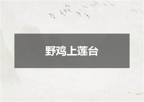 野鸡上莲台