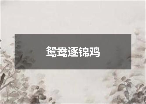 鸳鸯逐锦鸡