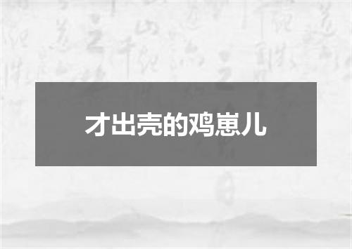 才出壳的鸡崽儿