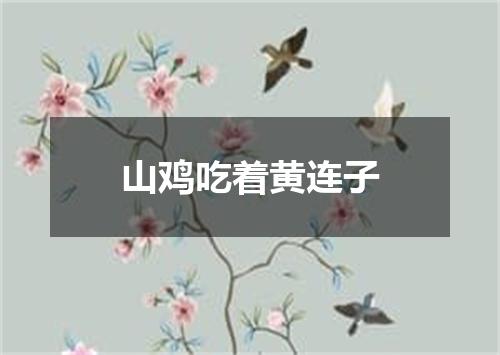 山鸡吃着黄连子