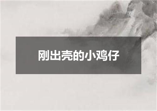 刚出壳的小鸡仔