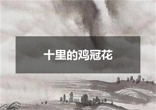 十里的鸡冠花