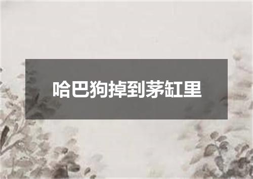 哈巴狗掉到茅缸里