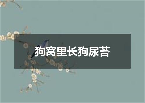 狗窝里长狗尿苔