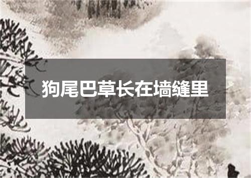 狗尾巴草长在墙缝里