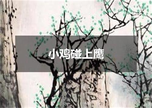 小鸡碰上鹰