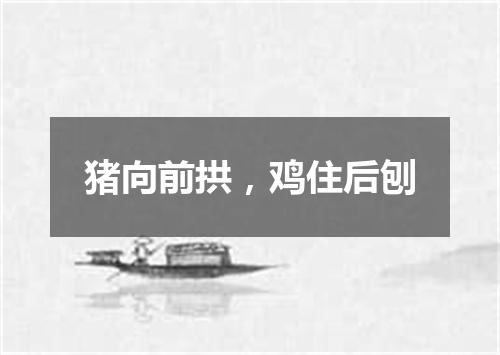 猪向前拱，鸡住后刨