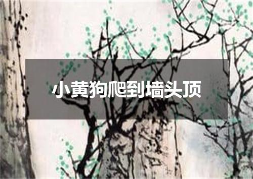 小黄狗爬到墙头顶