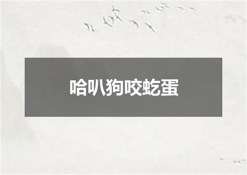 哈叭狗咬虼蛋