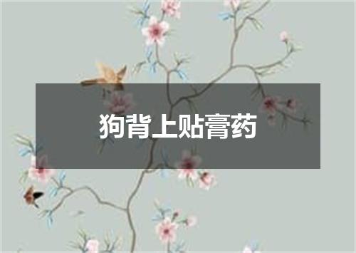 狗背上贴膏药