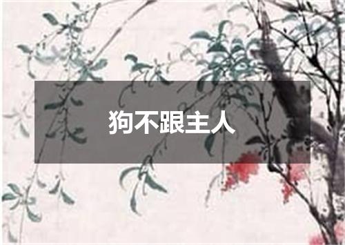 狗不跟主人