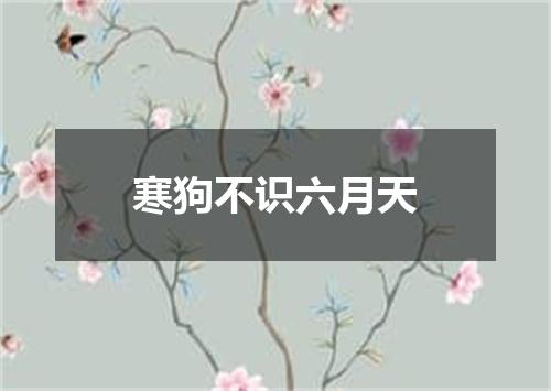 寒狗不识六月天