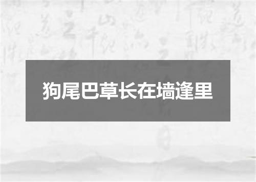 狗尾巴草长在墙逢里