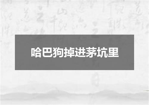 哈巴狗掉进茅坑里