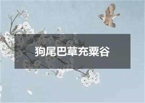 狗尾巴草充粟谷