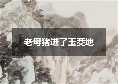 老母猪进了玉茭地