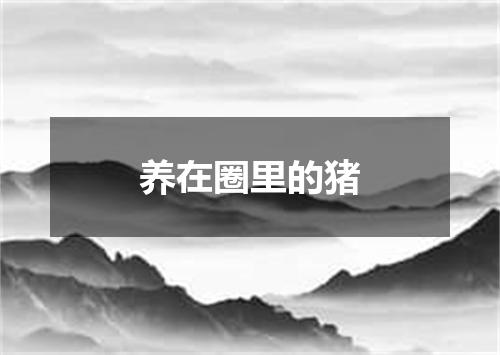 养在圈里的猪
