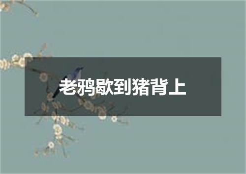 老鸦歇到猪背上