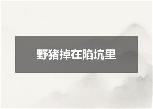 野猪掉在陷坑里