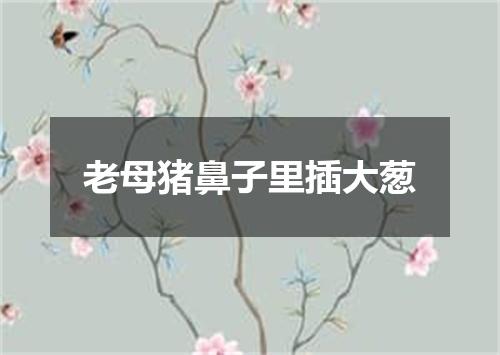 老母猪鼻子里插大葱