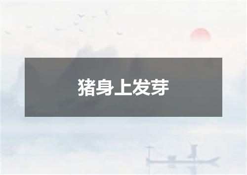 猪身上发芽
