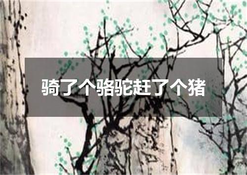 骑了个骆驼赶了个猪