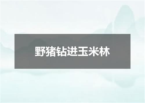 野猪钻进玉米林