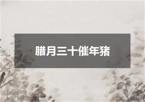腊月三十催年猪