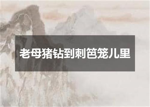 老母猪钻到刺笆笼儿里