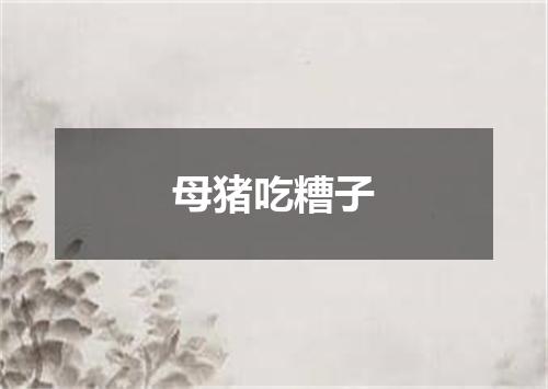 母猪吃糟子